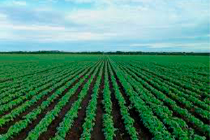 Correrota Real Seguros