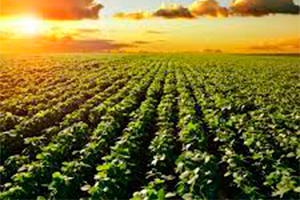 Correrota Real Seguros