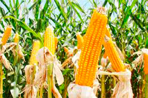 Correrota Real Seguros