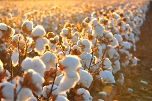 Correrota Real Seguros