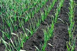 Correrota Real Seguros