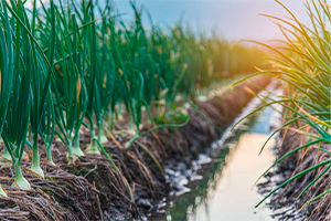 Correrota Real Seguros